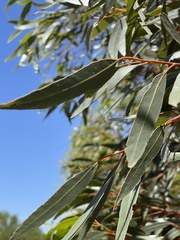 Eucalyptus macrandra