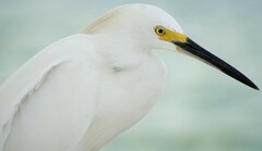 Egretta thula thula