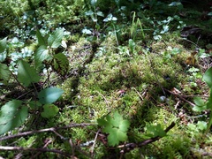 Porotheleaceae