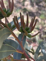 Eucalyptus macrandra