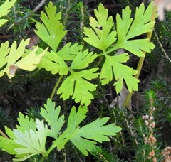 Physospermum cornubiense