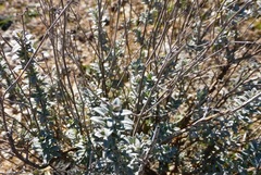 Thymus mastichina