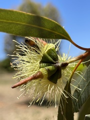 Eucalyptus macrandra