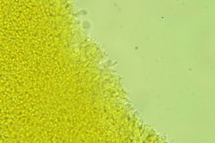 Porotheleaceae