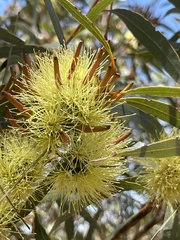 Eucalyptus macrandra