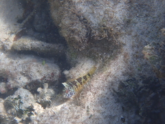 Malacoctenus triangulatus