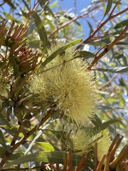 Eucalyptus macrandra