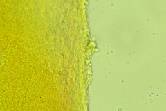 Porotheleaceae