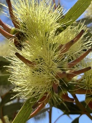 Eucalyptus macrandra