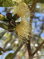 Eucalyptus macrandra