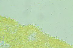 Porotheleaceae