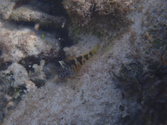 Malacoctenus triangulatus