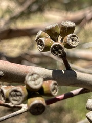 Eucalyptus macrandra
