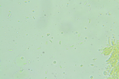 Porotheleaceae