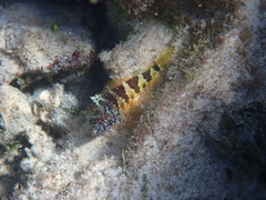 Malacoctenus triangulatus