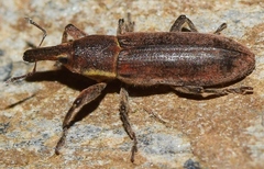 Lixus vilis