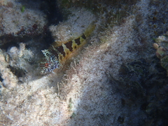 Malacoctenus triangulatus