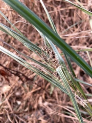 Carex frankii