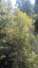 Laurus nobilis