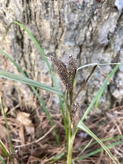 Carex frankii