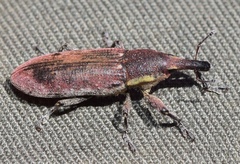 Lixus vilis