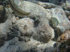 Halichoeres bivittatus