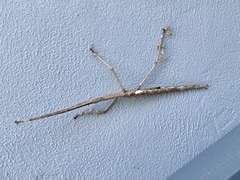 Phasmatini