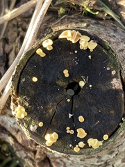 Hymenoscyphus calyculus