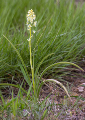 Toxicoscordion paniculatum