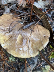 Suillus fuscotomentosus