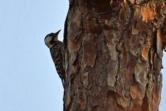 Dryobates borealis