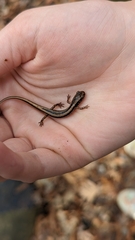 Eurycea guttolineata