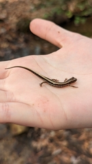 Eurycea guttolineata