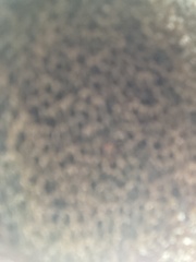 Suillus fuscotomentosus