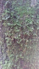 Porella platyphylla