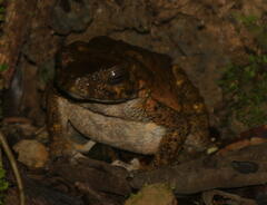 Phrynoidis juxtasper