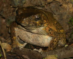 Phrynoidis juxtasper