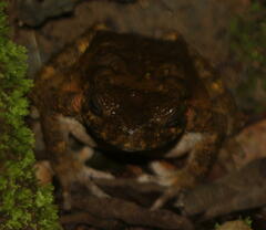 Phrynoidis juxtasper