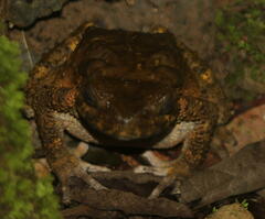 Phrynoidis juxtasper