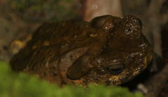 Phrynoidis juxtasper