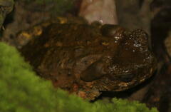 Phrynoidis juxtasper