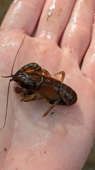 Lacunicambarus diogenes