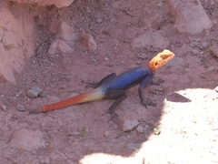 Agama planiceps