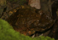 Phrynoidis juxtasper