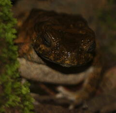 Phrynoidis juxtasper