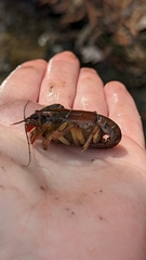 Lacunicambarus diogenes