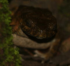 Phrynoidis juxtasper