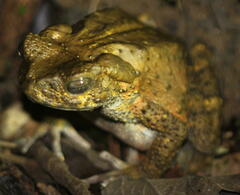 Phrynoidis juxtasper