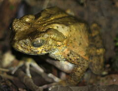 Phrynoidis juxtasper