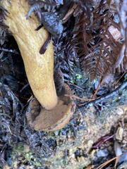 Suillus fuscotomentosus